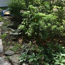 Our Yard June 2019