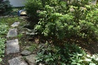 Our Yard June 2019